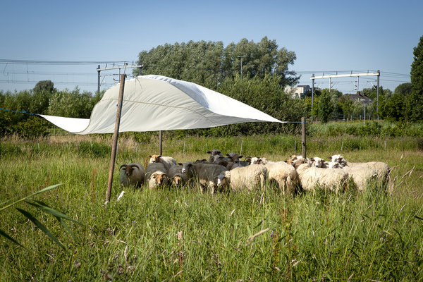 Vers geschoren schapenvachten Veluws 2023